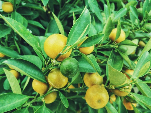 [RLM6] Round Lemon plant
