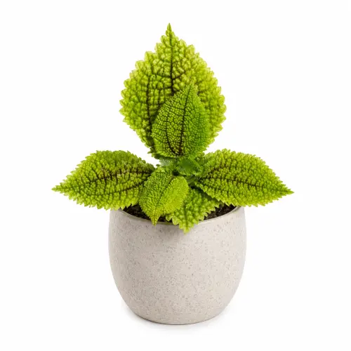 [Pilea involucrata 'Moon Valley'] Pilea moon valley plant