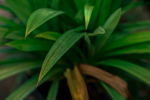 [PDN] Pandan plant