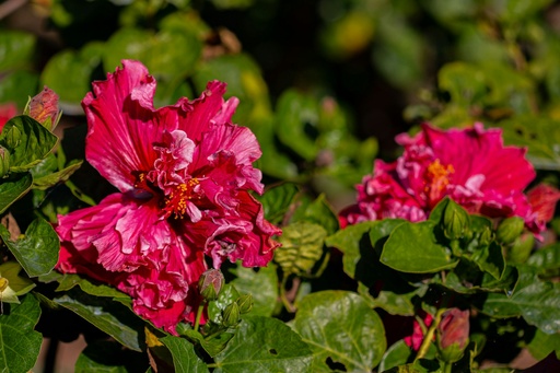 [DPH6] Double petal Hibiscus plant