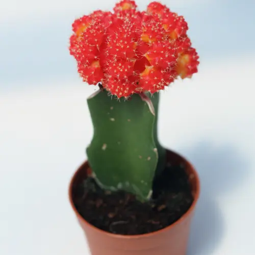 [Gymnocalycium mihanovichii] Moon cactus