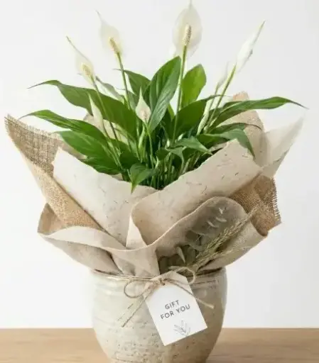 [Spathiphyllum] Peace lily plant GIFT POT