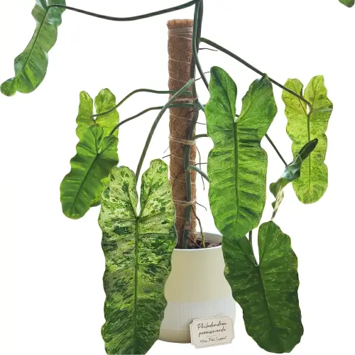[PPV] Philodendron paraisoverde plant