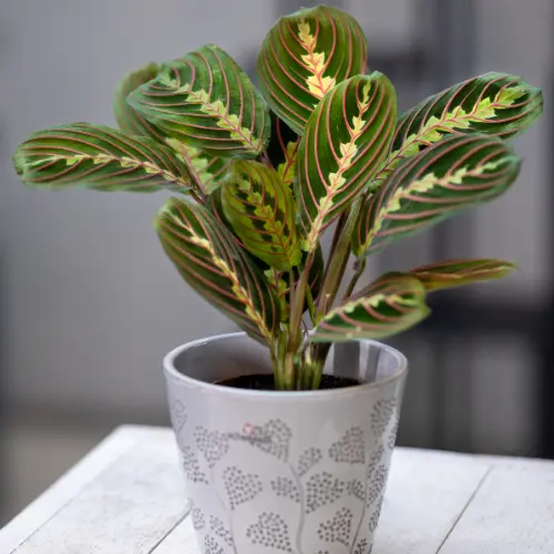 [Maranta leuconeura] Prayer plant