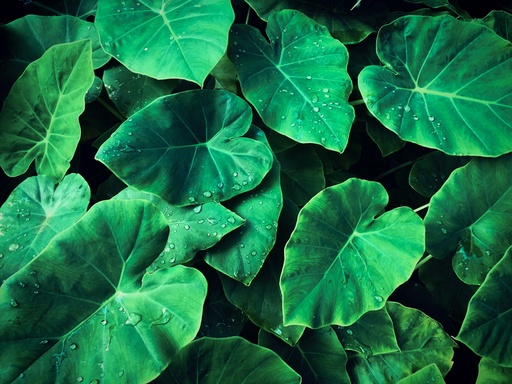 [EEP] Elephant ear plant