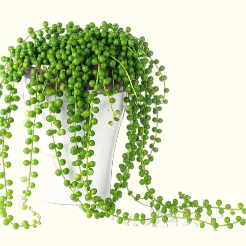 [Curio rowleyanus] String of pearls plant