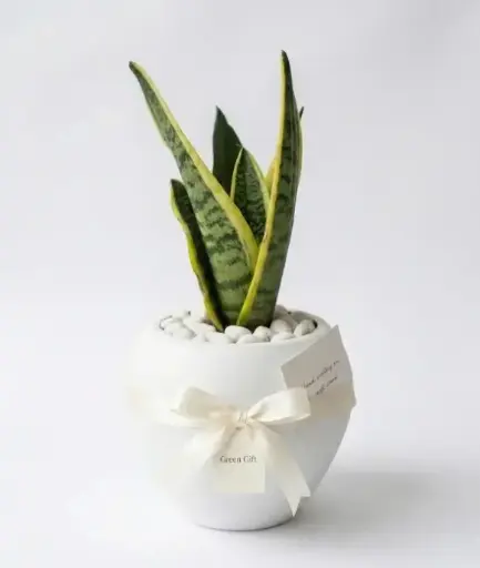 [Dracaena trifasciata] Snake plant  Gift pot