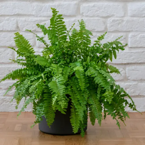 [BOF] Boston Fern plant
