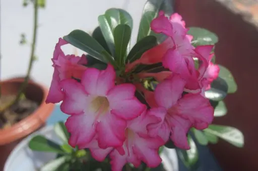 [DSR6] Desert Rose plant (any color)