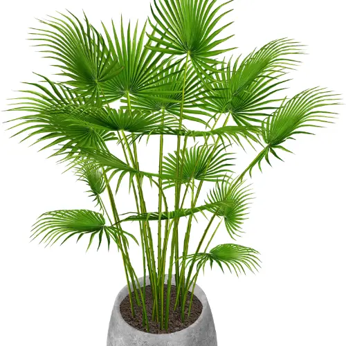 [Livistona chinensis] Chinese Fan Palm plant