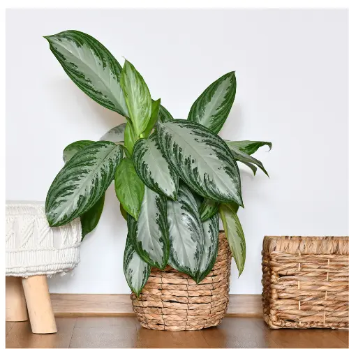 [CSB] Chinese Evergreen Var. Silver Bay plant
