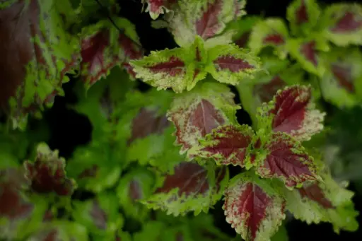 [COL4] Coleus plant (any color)