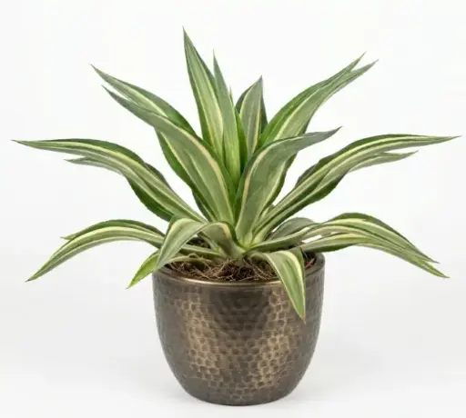 [Furcraea foetida] False agave plant