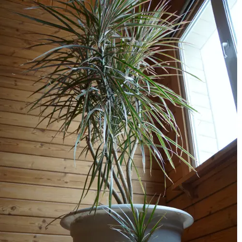 Dracaena Marginata Red edged plant