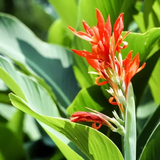 [Canna indica] Canna lily plant