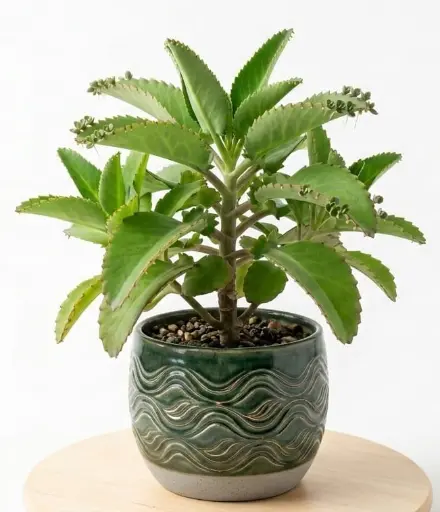 [BRY] Bryophyllum plant