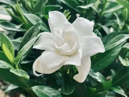 [GDN6] Gardenia plant