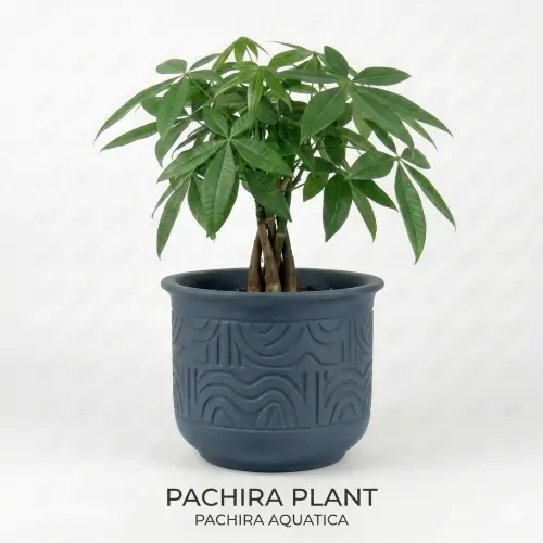 [PCH] Guiana Chestnut (pachira money tree)