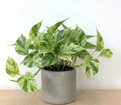 [Epipremnum aureum 'Marble Queen'] Marble queen pothos plant