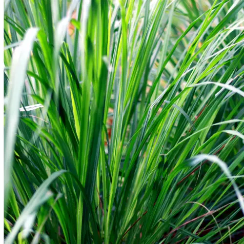 [LGP6] Lemon Grass plant