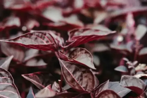 [LRP] Little Ruby plant