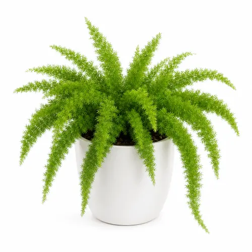 [FTF] Foxtail Fern plant