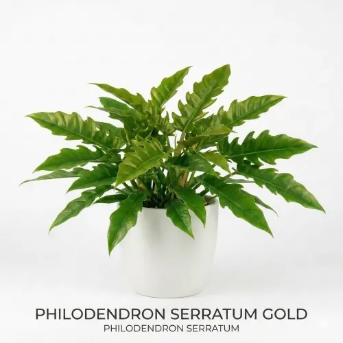 Philodendron serratum plant