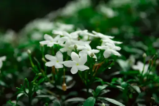 [CRJ6] Crape Jasmine plant