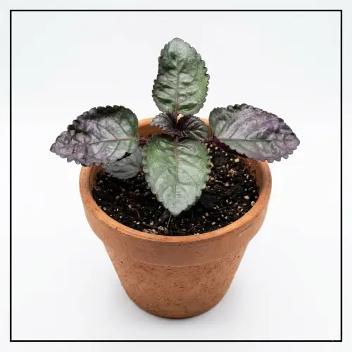 Purple waffle plant