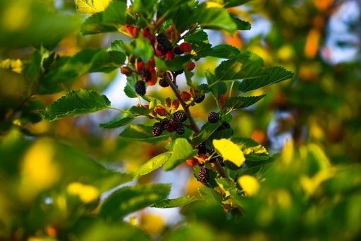 [MLB6] Mulberry plant