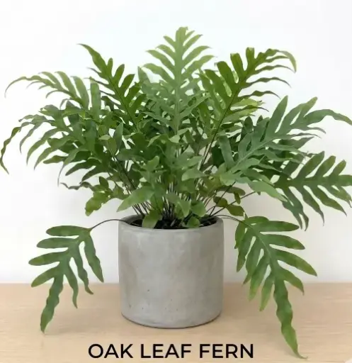[OLF] Oak leaf fern plant