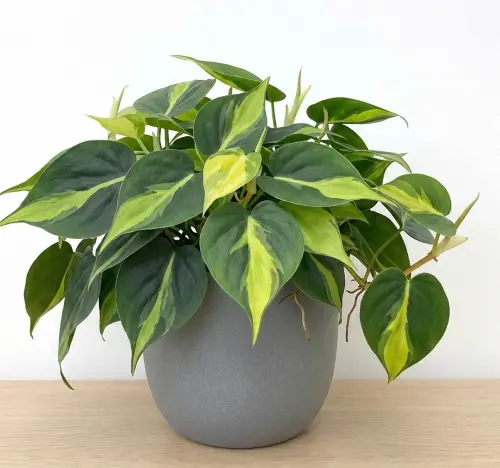 Philodendron Brasil plant