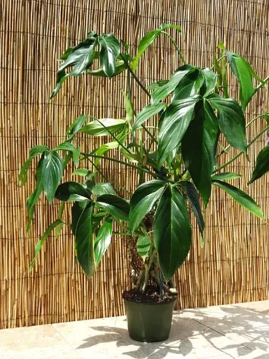 [PTR] Philodendron Tripartitum plant