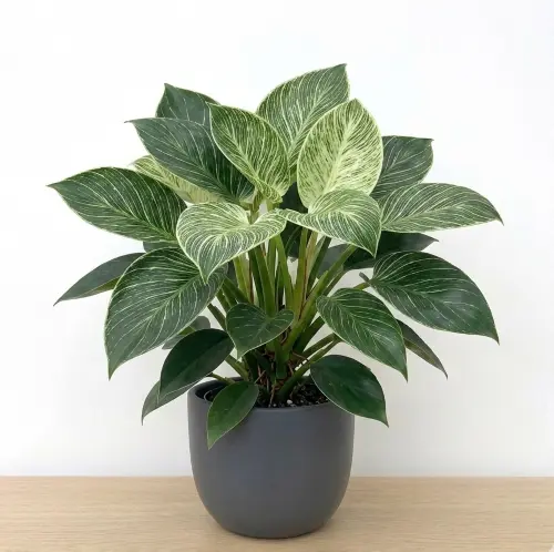 Philodendron birkin plant