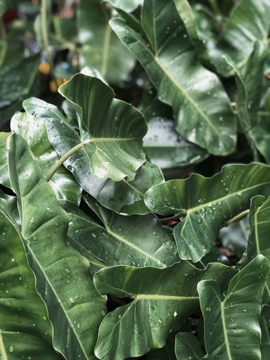 [PBM] Philodendron Burle Marx plant