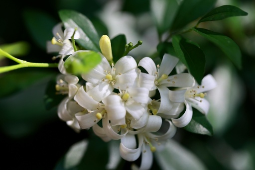 [OJM6] Orange Jasmine plant