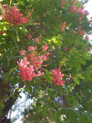 [RGC6] Rangoon creeper plant