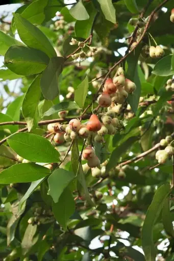 [WAP6] Water Apple plant