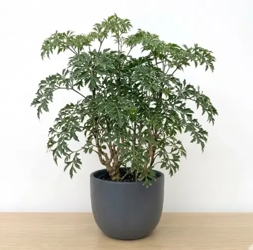 [ARA] Aralia plant