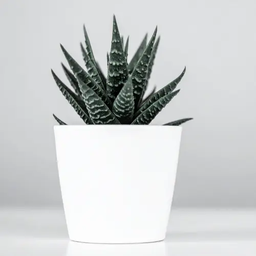 [Haworthiopsis fasciata] Zebra plant