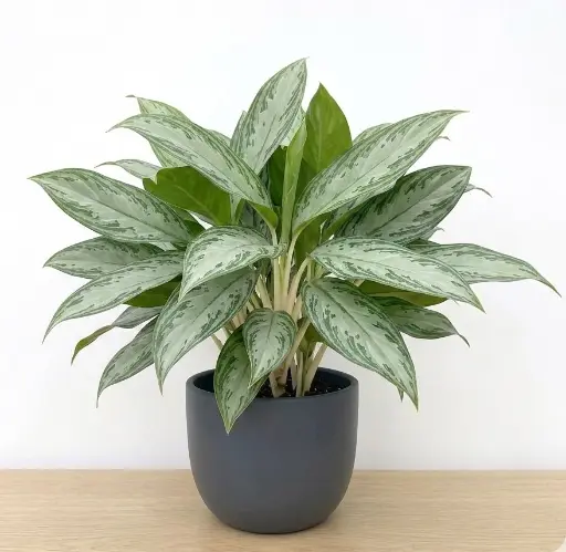 [Aglaonema 'Silver Queen'] Chinese Evergreen Var. Silver Queen plant