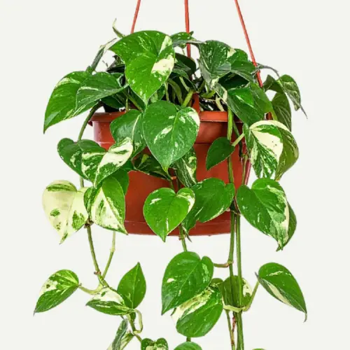 [POT] Pothos plant