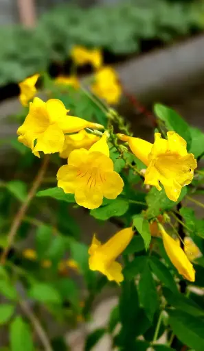 [TRB6] Trumpetbush plant