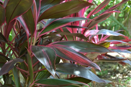 [TIP6] Ti Plant