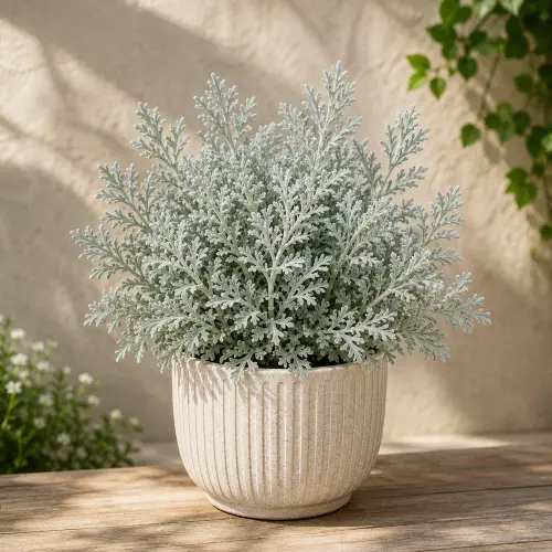 [Artemisia schmidtiana 'Silver Mound'] Silver wormwood plant