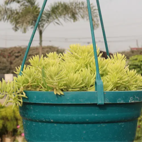 [Carpet Sedum] Sedum lineare plant