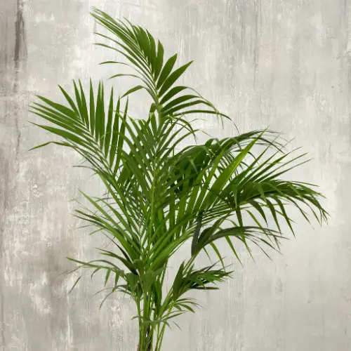 [Howea forsteriana] Kentia palm plant