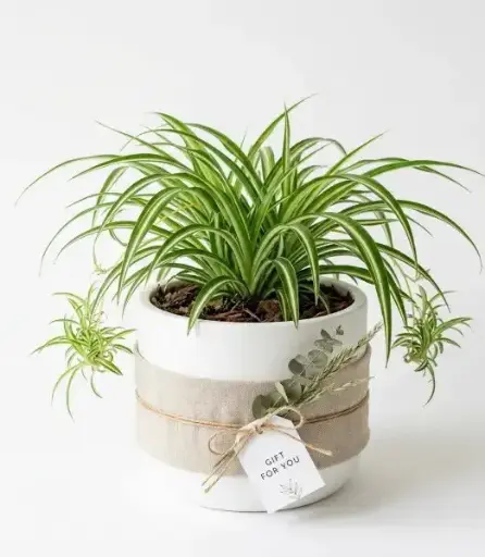 [Chlorophytum comosum] Spider plant Gift pot