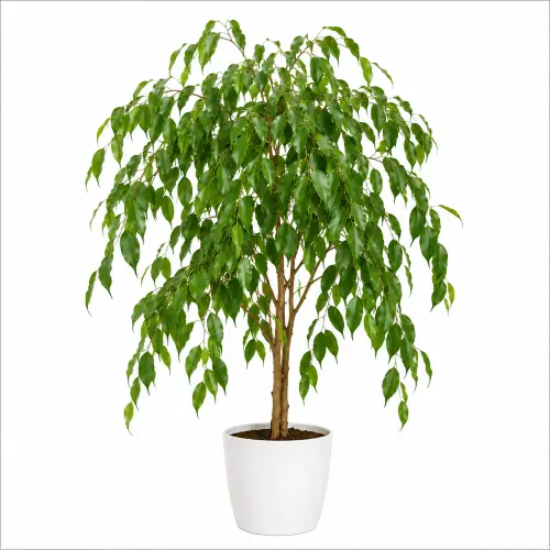 [Ficus benjamina] Weeping fig plant