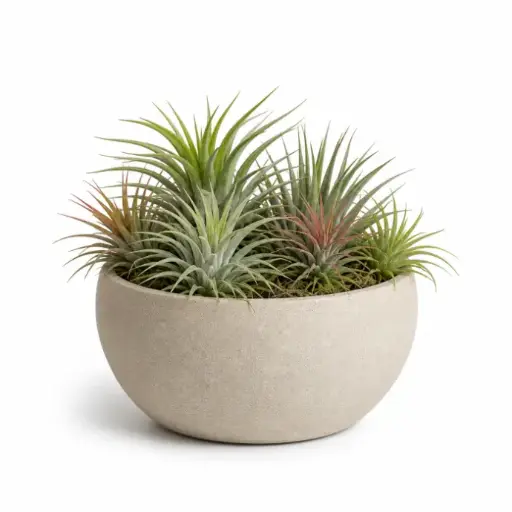 [Tillandsia spp.] Air plants